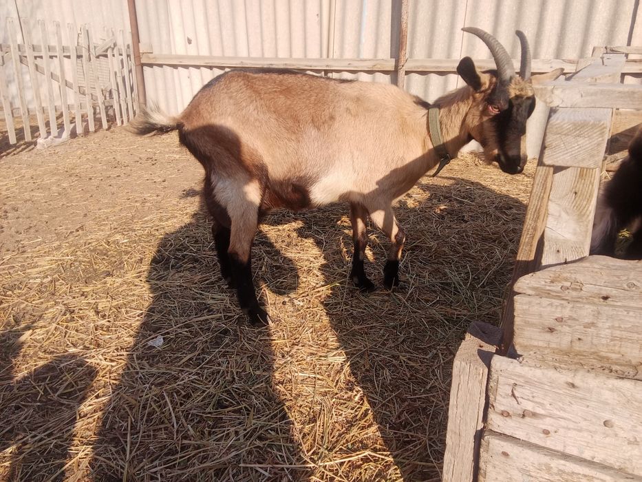 Альпі француз теке лақтар