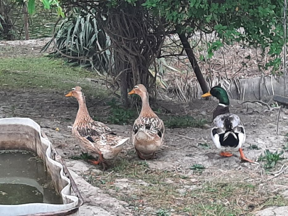 Boboci de rata de rasa mixta,  smarald, urias unguresc, mute, olandeze pitice