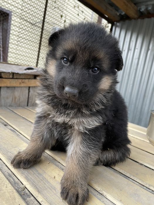 Щенки немецкой овчарки