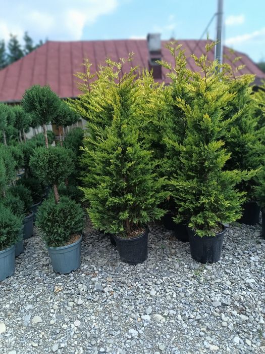 Copaci de vanzare Mesteacăn  Tei Platan Leylandii