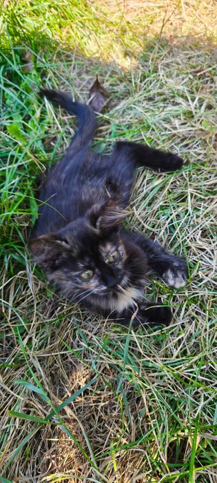 Подаряваме малки котета