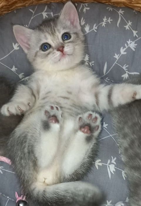 Scottish fold, Scottish strayd {okras mramor}