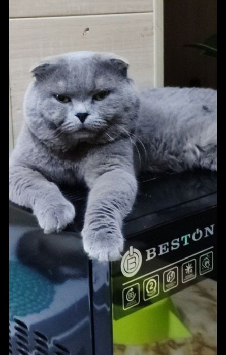 Вязка.мушук сотилмиди.