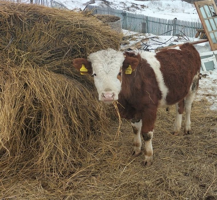 Продам теленка..