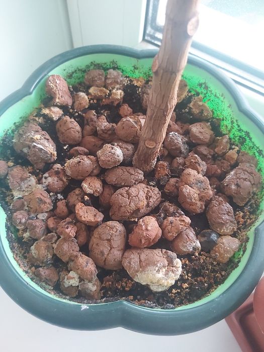 Фикус каучуконосный