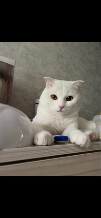 Отдам в добрые руки