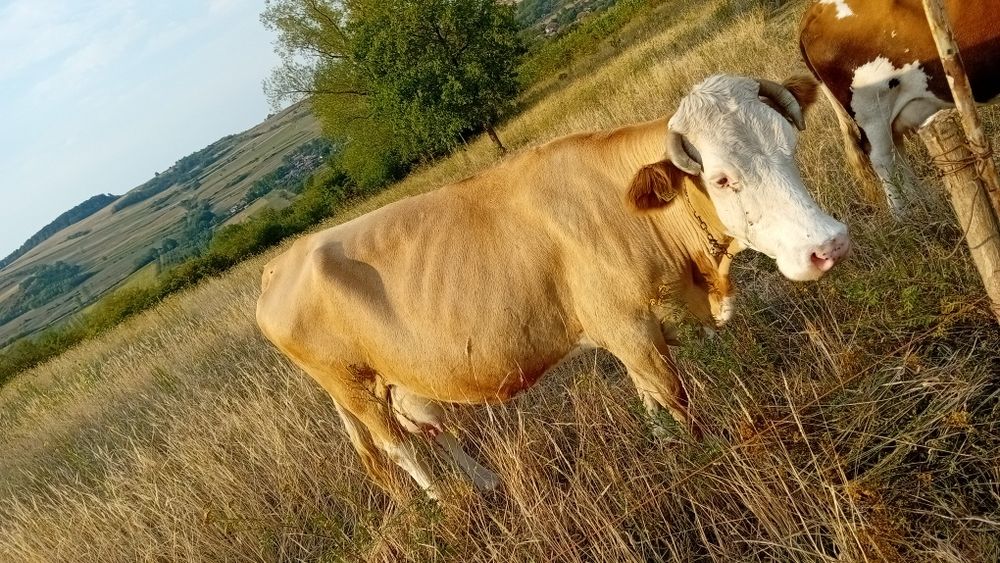 Vand vaca baltata