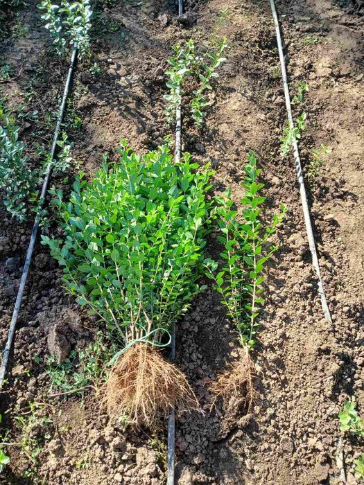 Лигуструм на гол корен