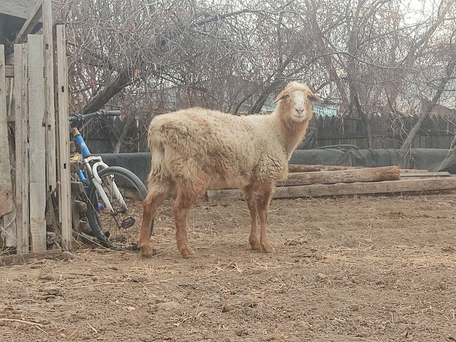Продам қой сатылады