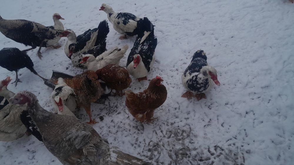 Vând rățoi leșești – 1 an și jumătate