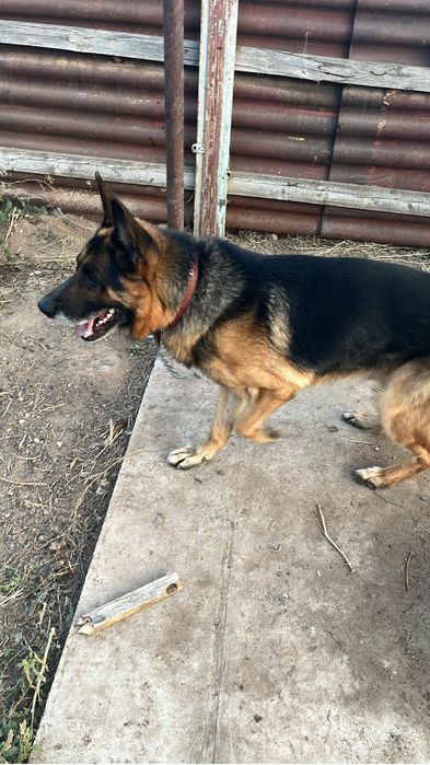 Продам немецскую овчарку