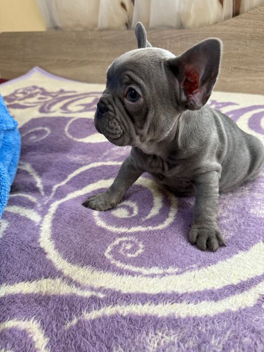 Френски булдог blue ten