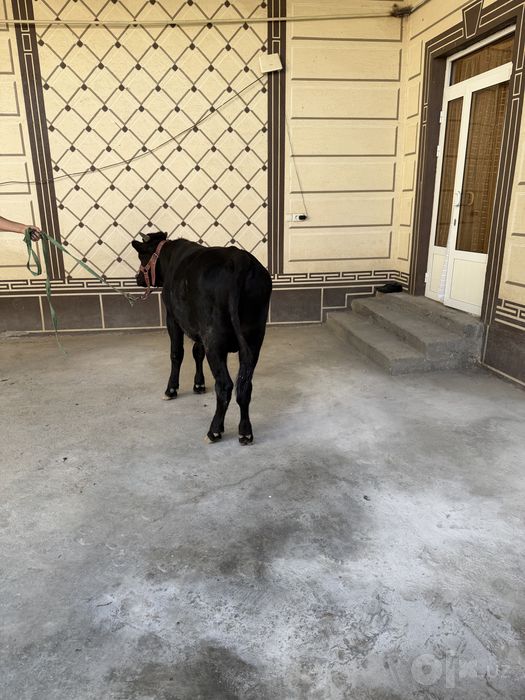 Boqma novvoz sotiladi