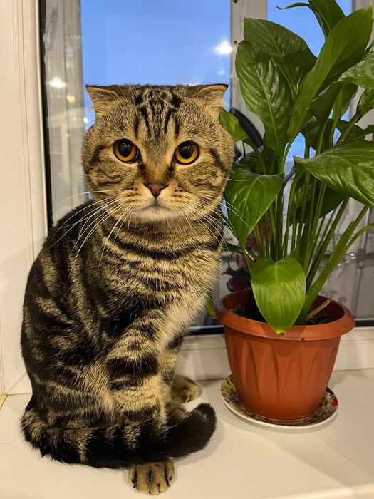 Отдам в добрые руки