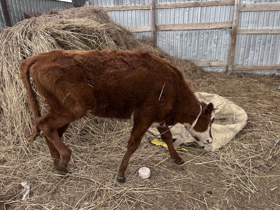 Сиыр дамбыда тұр