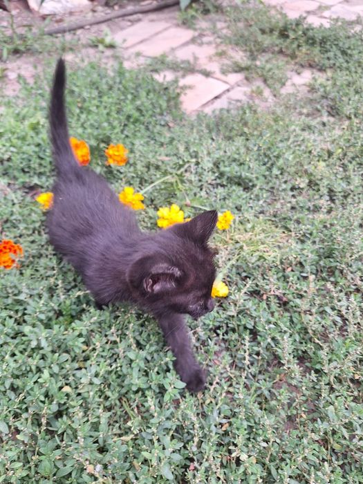 Пристраиваются котята !!!