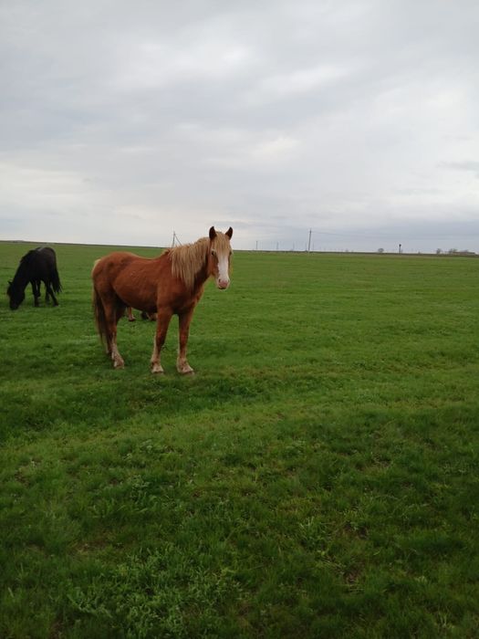 Продам жеребцов 3 летки