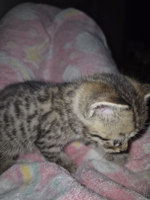 Отдам котенка-метис