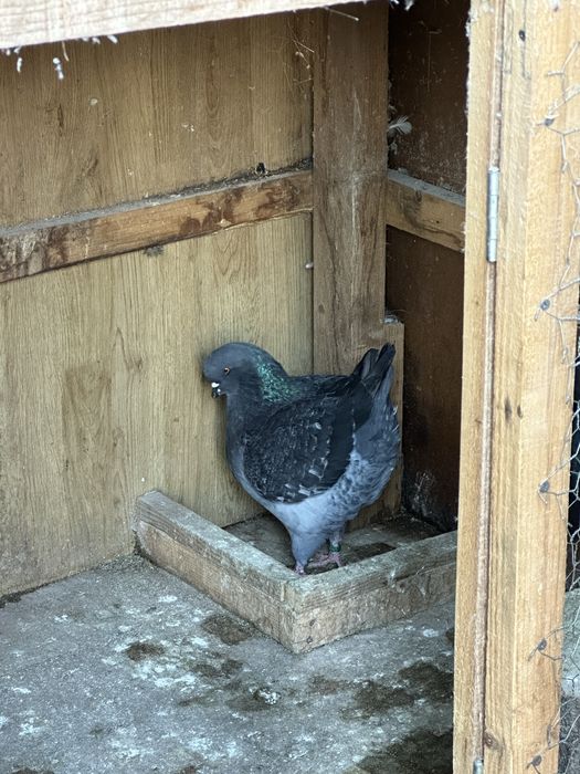 Porumbei King de calitate!