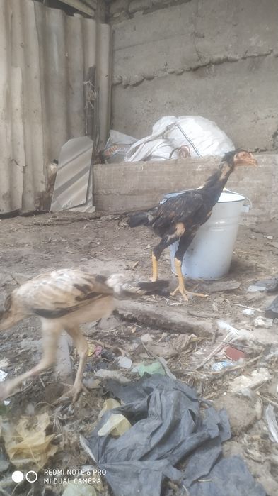 Дакан қораз баитсовыи