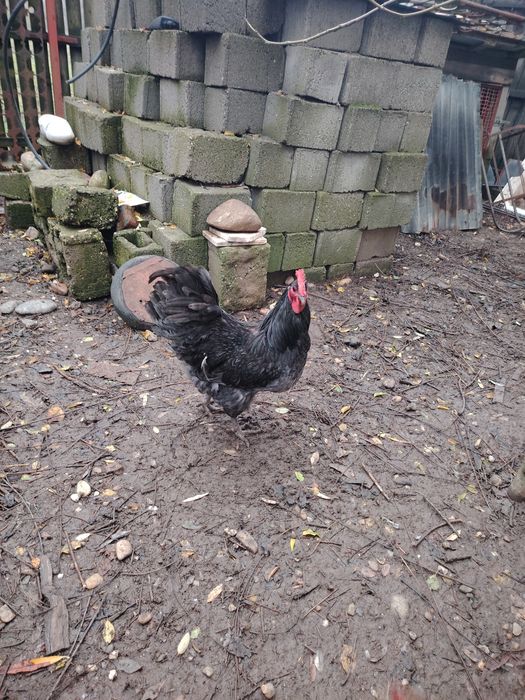 Vând cocos Australorp albastru