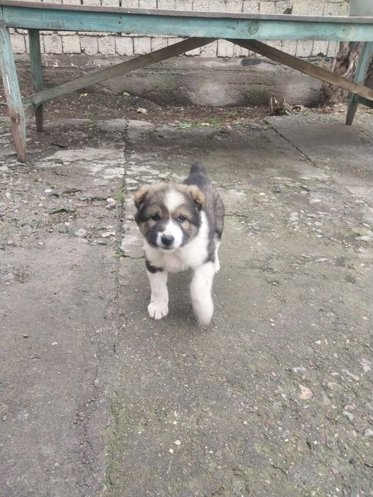 Күшік сатылады қазақы төбет