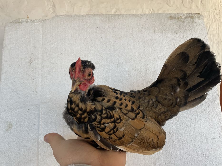 Vand oua din gaini pitice miniatura