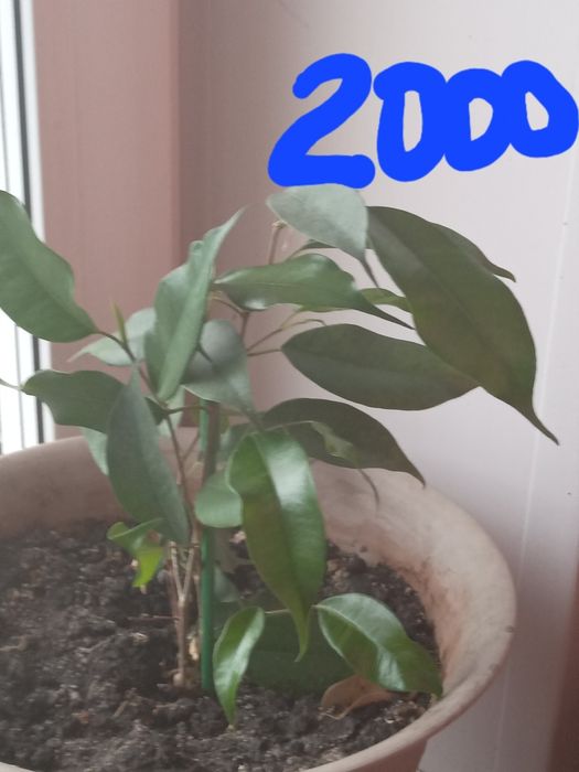 Продам комнатные цветы