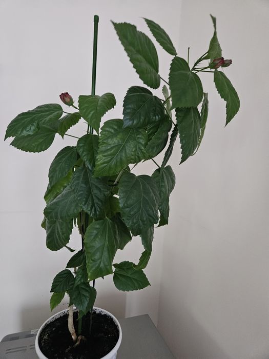 Цветы комнатные разные