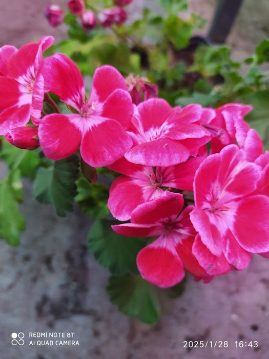 Домашние цветы герани