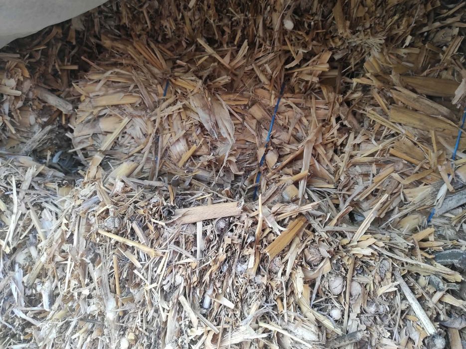 Vand Baloti ovaz si coceni