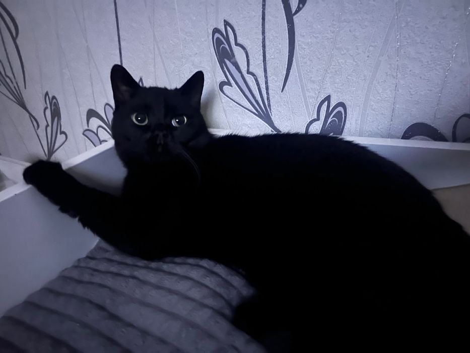 Отдам даром кота