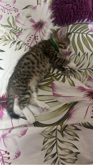 Котята , 2 мальчика и девочка