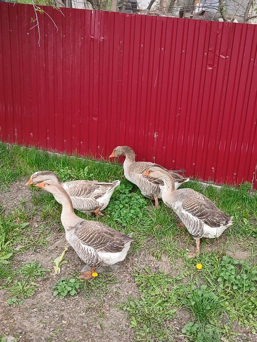 De vânzare gâște și gâscani Toulouse