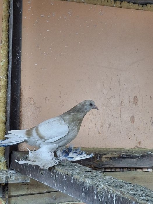 Продам голубей тасманы