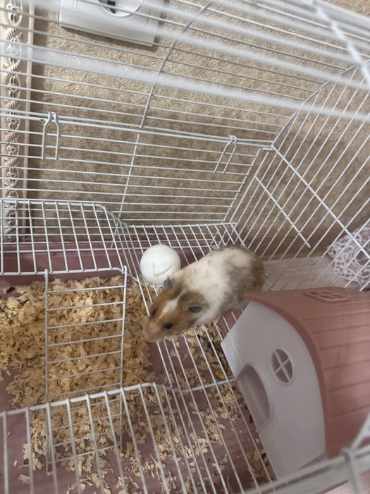 Продам сирийского хомячка