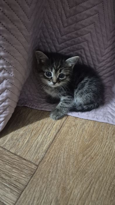 КОТЯТА ищут хозяев