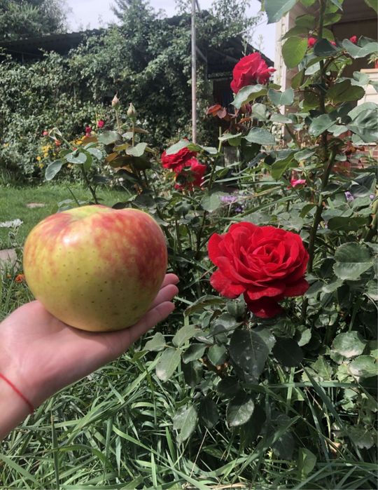 Обрезка и обработка плодовых деревьев.