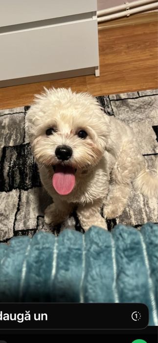 Bishon Maltez mascul