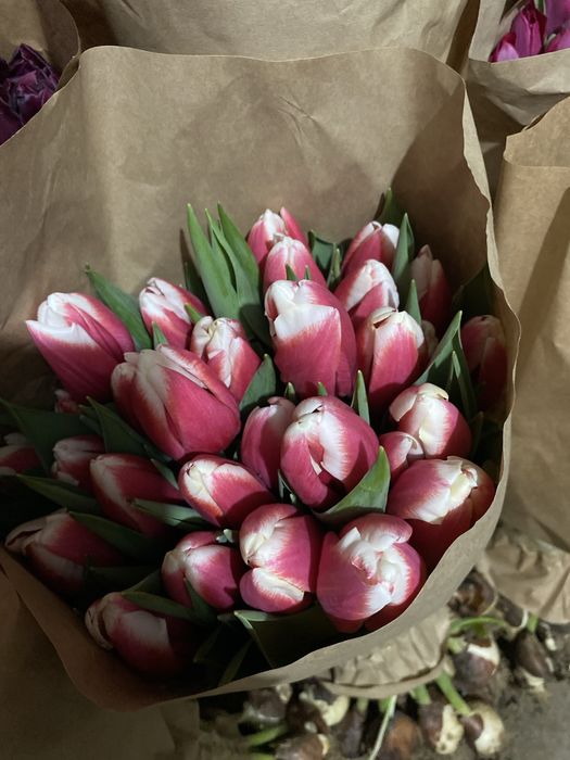 Тюльпаны оптом и в розницу