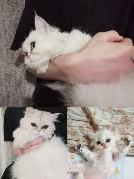 Серебристая шиншилла Скоттиш Страйт