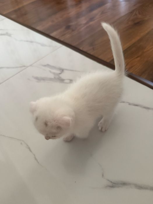 Породистый котенок