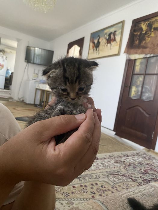 котята вислоухие