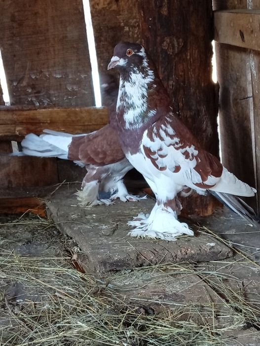 Porumbei de vânzare