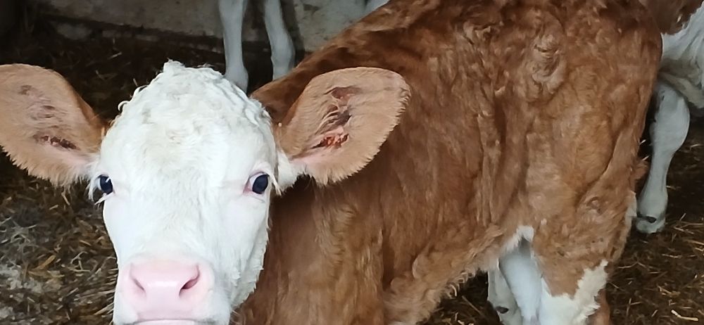 Viței taurasi si vitele