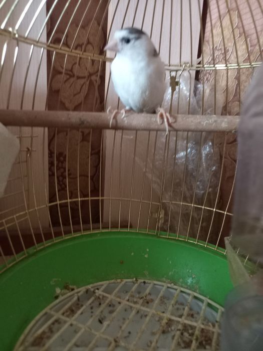 Канареика птица 1,5 года