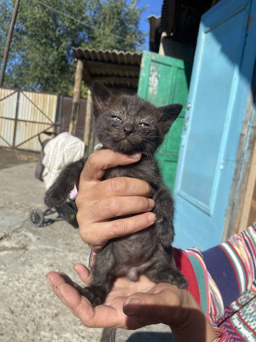 Отдаю милых котят