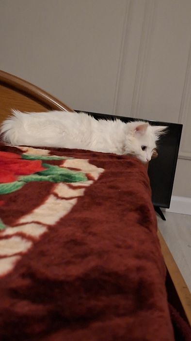 Turk angora mushukcha