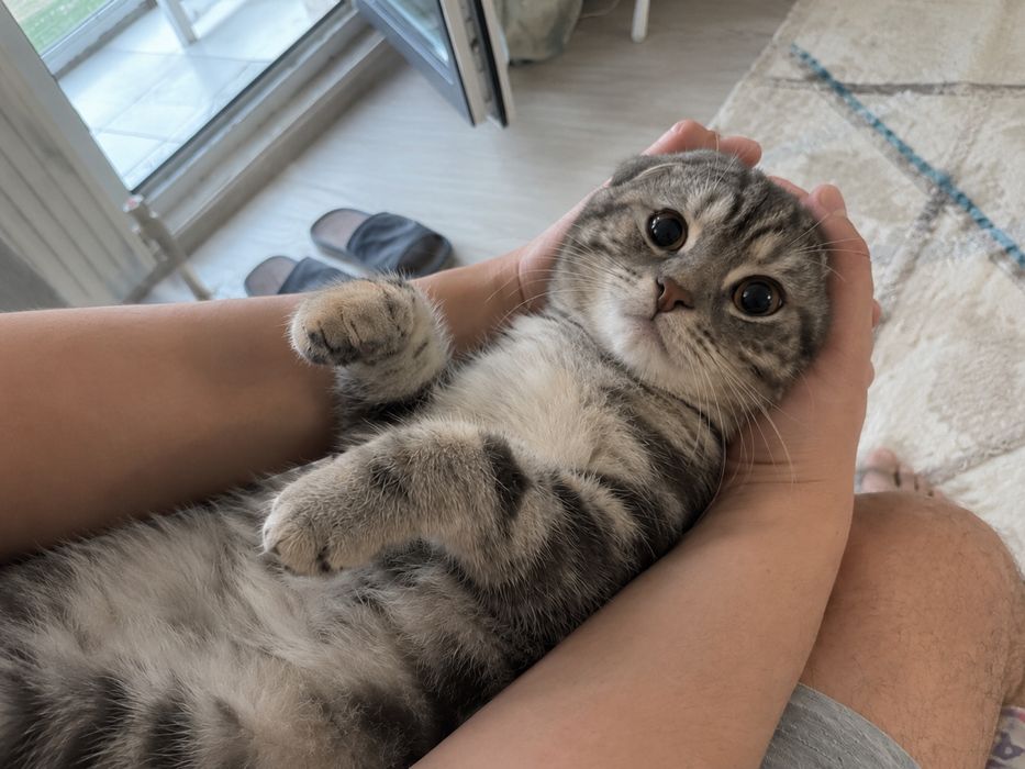 Продам шотландского вислоухого котика