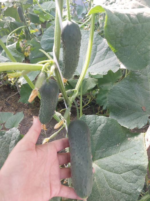 Продается теплица